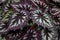 BÃ©gonia Rex-cultorum Fireworks Begoniaceae.Origine horticole.Garden origin