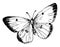 C Philodice Butterfly, vintage illustration