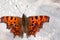 C-print butterfly (Polygonia c-album)