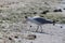 CA on beach, Ukraine, steppe. Larus macro photo with eyes.