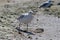 CA on beach, Ukraine, steppe. Larus macro photo with eyes.