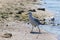 CA on beach, Ukraine, steppe. Larus macro photo with eyes.