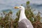 CA on beach, Ukraine, steppe. Larus macro photo with eyes.