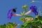 CA Carpenter Bee and Morning Glories