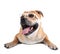 Ca de Bou (Mallorquin Mastiff, Mallorquin Bulldog, Perro Dogo Ma