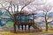 Caban and Sakura Trees in Japan.