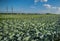 cabbage, agriculture landscape