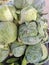 Cabbage or band gobhi is common anf famous vegetables in india and pakistan