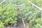 Cabbage and beet plantations in the garden, on a sunny day