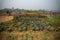 Cabbage is being harvested in vast field at Khirai, West Bengal, India.