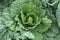 Cabbage Brassica oleracea