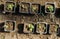 Cabbage and broccoli seedlings