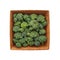 Cabbage - Broccoli - in a square wicker plate