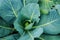 Cabbage bush with large green leaves and ovary in the garden