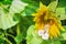 Cabbage butterflies on sunflower