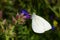 Cabbage butterfly