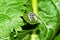 Cabbage butterfly caterpillar is seen as a pest for commercial agriculture.