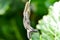 Cabbage butterfly caterpillar is seen as a pest for commercial agriculture.