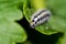 Cabbage butterfly caterpillar is seen as a pest for commercial agriculture.