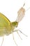 Cabbage butterfly in closeup