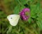 Cabbage Butterfly on a Clover Flower