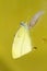 Cabbage butterfly ( Pieris brassicae) came out of cocoon