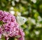 Cabbage butterfly on a pink Eupatorium flower