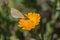 Cabbage butterfly pollinates a yellow flower