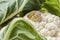 Cabbage caterpillar crawls on cauliflower with green leaves