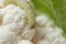 Cabbage caterpillar crawls on cauliflower with green leaves