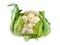 Cabbage cauliflower