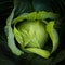 Cabbage closeup