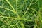 Cabbage damaged by caterpillars