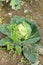 Cabbage damaged by hailstorm