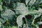 Cabbage damaged by insects