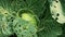 Cabbage damaged by insects pests close-up. Head and leaves of cabbage in hole, eaten by larvae butterflies and