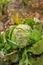 Cabbage eaten by aphids and pests. Loss of crop yield.