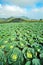 Cabbage farm ,thailand