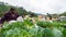 Cabbage farming at Cameron Higlands, Malaysia.