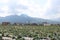 Cabbage farming in the city of Malang, Indonesia