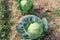 Cabbage farming in a row on a village field.