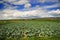 Cabbage field