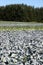 Cabbage Field Agriculture and Forest