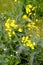 Cabbage field Brassica campestris L.. The blossoming plant