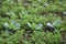 Cabbage field, cabbages plantation in Indonesia