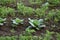 Cabbage field, cabbages plantation in Indonesia