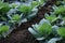 Cabbage field, cabbages plantation in Indonesia