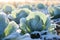 Cabbage field in frost. Generative AI