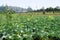 Cabbage field or garden