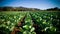 Cabbage field in the mountains of California, USA. Agricultural landscape.